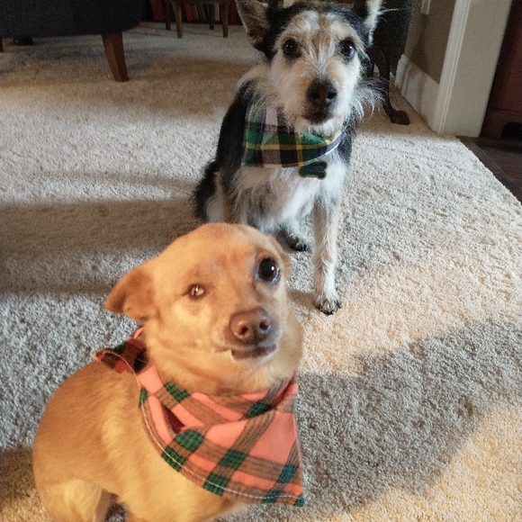 Foster dogs! - Picture 10 of 16